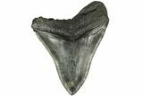 Serrated, Fossil Megalodon Tooth - South Carolina #210941-2
